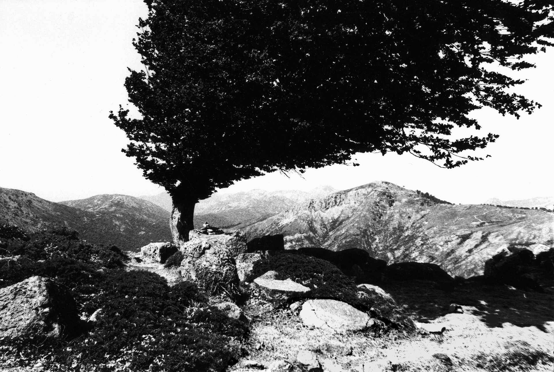 Arbre Flamme