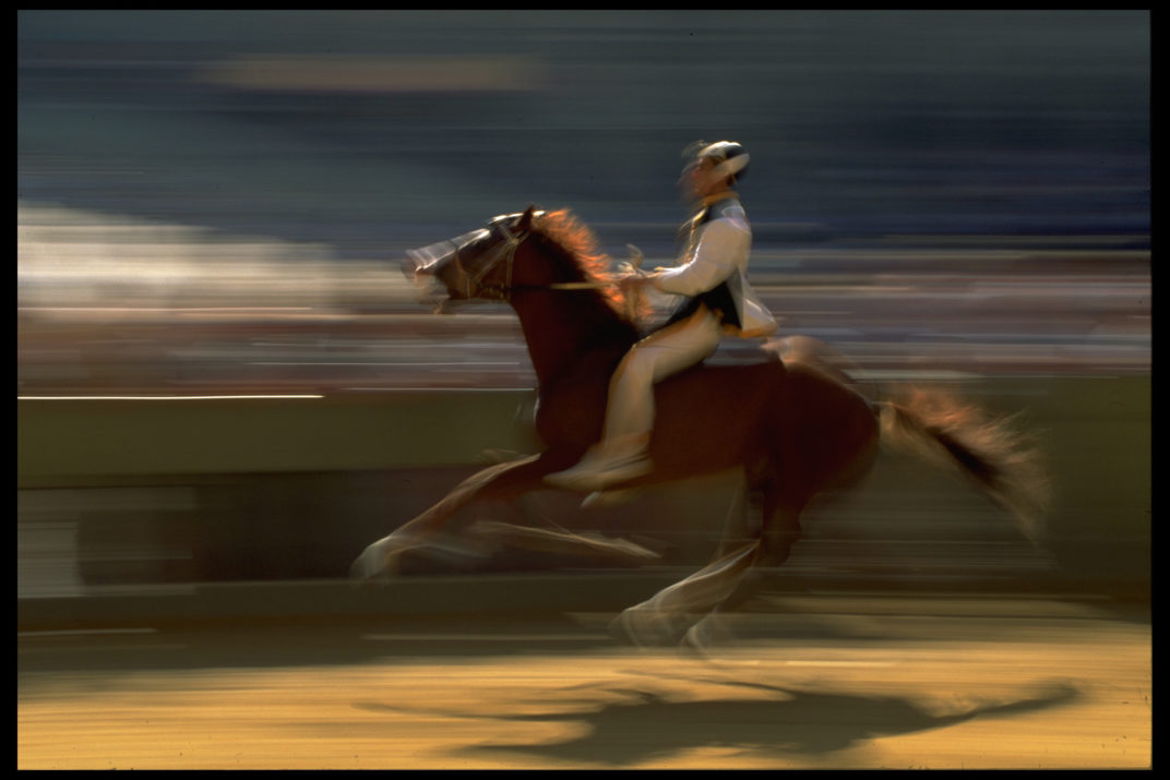 Palio (6)